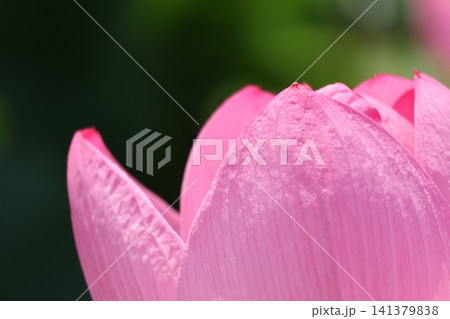 猿賀公園 鏡ヶ池の蓮の花 猿賀公園 鏡ヶ池の蓮の花 141379838