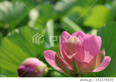 猿賀公園 鏡ヶ池の蓮の花 猿賀公園 鏡ヶ池の蓮の花 141379839