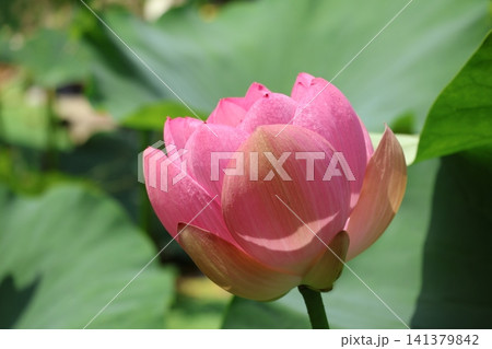 猿賀公園 鏡ヶ池の蓮の花 猿賀公園 鏡ヶ池の蓮の花 141379842