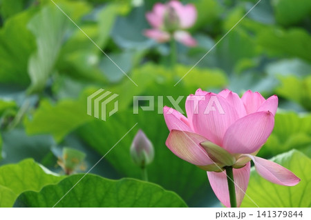 猿賀公園 鏡ヶ池の蓮の花 猿賀公園 鏡ヶ池の蓮の花 141379844