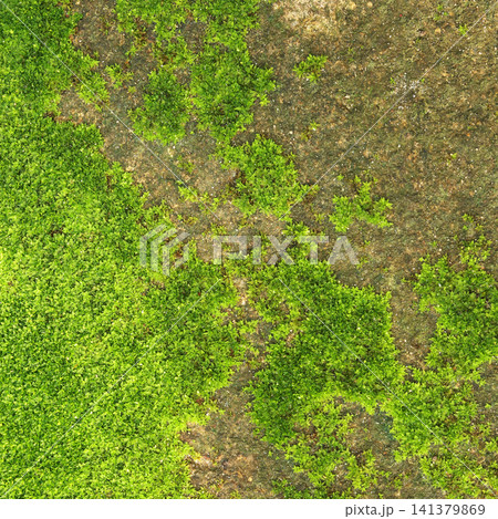Closeup of fresh green moss on stone wall for background and design art work. Closeup of fresh green moss on stone wall for background and design art work. 141379869