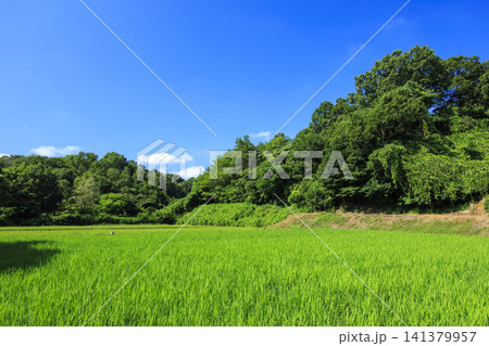 夏の青空と田んぼ 141379957