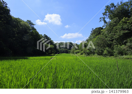 夏の青空と田んぼ 夏の青空と田んぼ 141379963