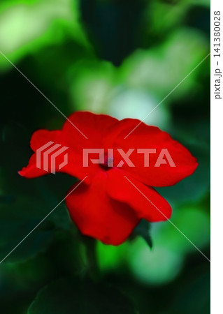 赤いインパチェンスの花 141380028