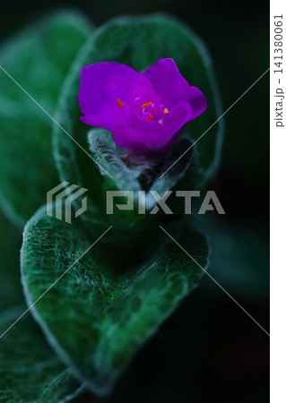 ピンク色のトラディスカンティア・シラモンタナの花びら ピンク色のトラディスカンティア・シラモンタナの花びら 141380061
