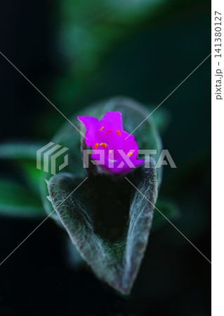 ピンクのトラディスカンティア・シラモンタナの花びら ピンクのトラディスカンティア・シラモンタナの花びら 141380127