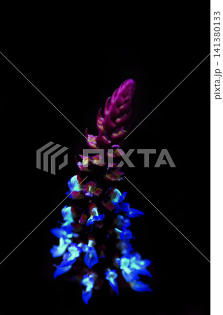黒バックに映えるブルーシャンデリアの花 黒バックに映えるブルーシャンデリアの花 141380133