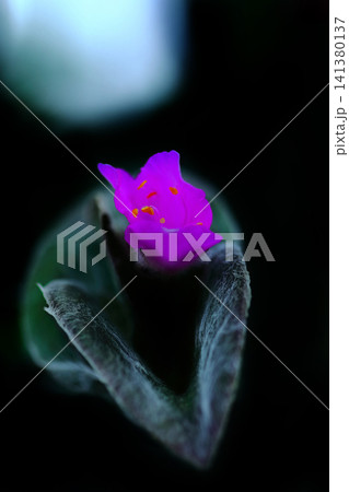 ピンク色のトラディスカンティア・シラモンタナの花びら ピンク色のトラディスカンティア・シラモンタナの花びら 141380137