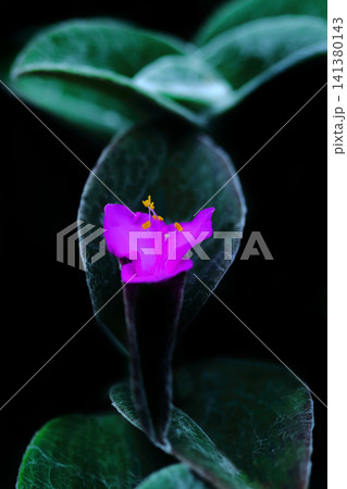 トラディスカンティア・シラモンタナの花のマクロ撮影 トラディスカンティア・シラモンタナの花のマクロ撮影 141380143