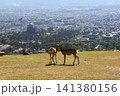 若草山山頂から望む若草平野の鹿1 141380156
