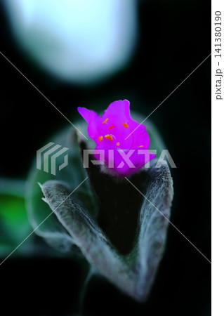 ピンクのトラディスカンティア・シラモンタナの花びら 141380190