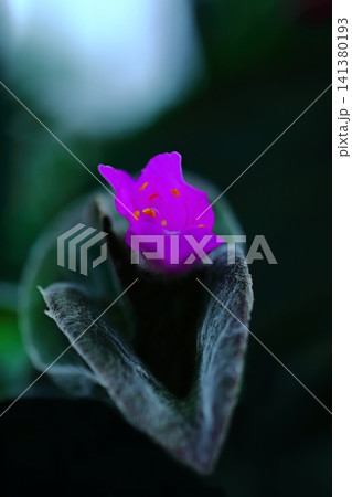 トラディスカンティア・シラモンタナのの花 トラディスカンティア・シラモンタナのの花 141380193