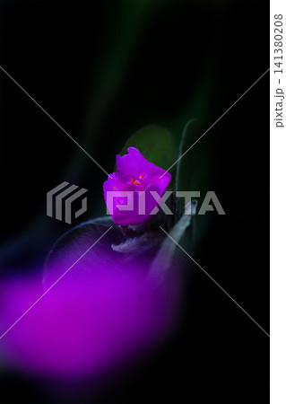 赤いトラディスカンティア・シラモンタナの花びら 赤いトラディスカンティア・シラモンタナの花びら 141380208