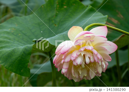 水辺に咲く美しい蓮の花と大きな緑の葉(ハス) 水辺に咲く美しい蓮の花と大きな緑の葉(ハス) 141380290