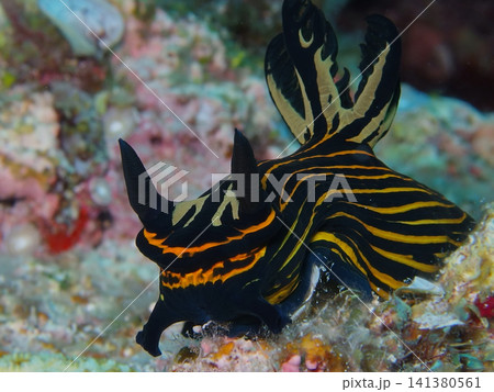 イシガキリュウグウウミウシ イシガキリュウグウウミウシ 141380561