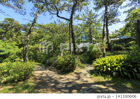 葉山しおさい公園の夏 葉山しおさい公園の夏 141380606