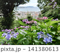 丘に咲く紫陽花 141380613