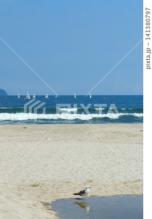 海にたくさんのヨットと手前にみずたまりに一羽のカモメ 海にたくさんのヨットと手前にみずたまりに一羽のカモメ 141380797