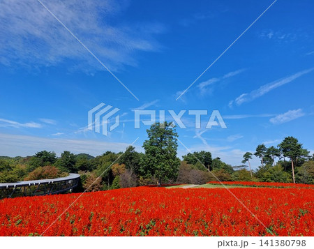 秋晴れに満開のサルビアの丘とっとり花回廊人なし 秋晴れに満開のサルビアの丘とっとり花回廊人なし 141380798