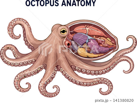 Vsai octopus showing internal anatomy and organ structure Vsai octopus showing internal anatomy and organ structure 141380820
