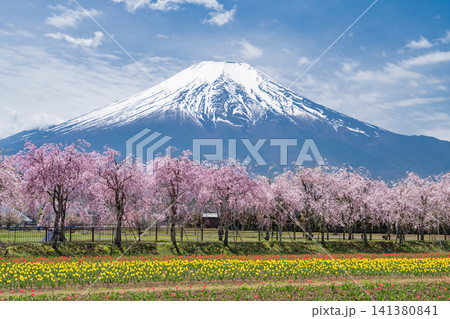 山中湖湖畔に咲く枝垂れ桜と富士山の春の風景 山中湖湖畔に咲く枝垂れ桜と富士山の春の風景 141380841