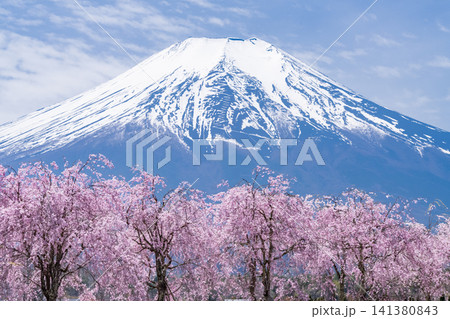 山中湖湖畔に咲く枝垂れ桜と富士山の春の風景 山中湖湖畔に咲く枝垂れ桜と富士山の春の風景 141380843