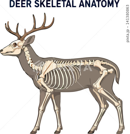 Vsai deer showing skeletal anatomy and internal bone structure Vsai deer showing skeletal anatomy and internal bone structure 141380863