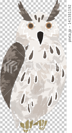 オオコノハズク・フクロウの手書き風イラスト（猛禽類・野鳥・森の生き物・カラー） 141381192