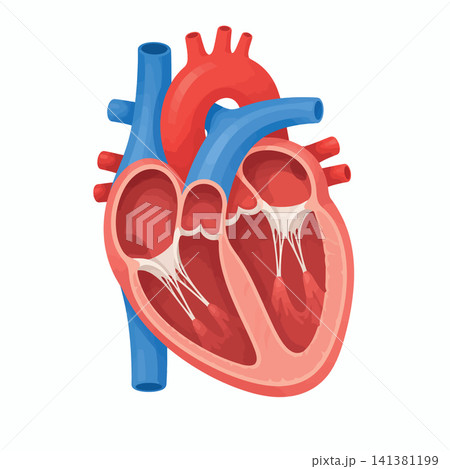 Vsai human heart anatomy showing internal chambers and vessels Vsai human heart anatomy showing internal chambers and vessels 141381199