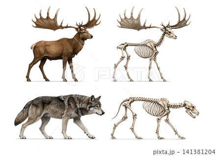 Vsai extinct irish elk and dire wolf anatomy and animal skeleton Vsai extinct irish elk and dire wolf anatomy and animal skeleton 141381204