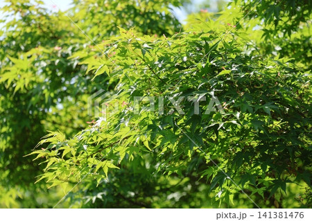 西山公園の鮮やかな緑の楓 西山公園の鮮やかな緑の楓 141381476