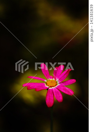 一輪のヒメコスモスの花が咲いています 141381639