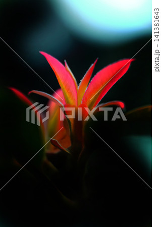 赤いタブノキの花 赤いタブノキの花 141381643