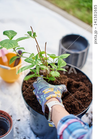 Gardener transplanting hydrangea seedling into metal planter with potting soil Gardener transplanting hydrangea seedling into metal planter with potting soil 141381685
