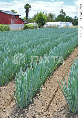 岩槻散歩:ネギ畑 田園風景 岩槻散歩:ネギ畑 田園風景 141381754
