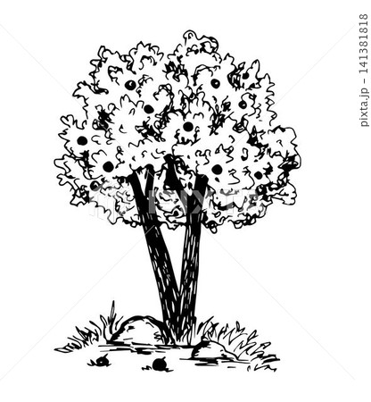 Hand drawn vector illustration with black outline in engraving style. Garden fruit tree, apples, grass. For labels, prints. Element of nature. Sketch in ink. Growing plants. Hand drawn vector illustration with black outline in engraving style. Garden fruit tree, apples, grass. For labels, prints. Element of nature. Sketch in ink. Growing plants. 141381818