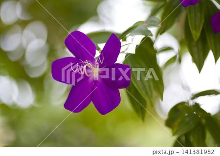 紫色のシコンノボタンの花が咲いています。学名はTibouchina urvilleanaです。 紫色のシコンノボタンの花が咲いています。学名はTibouchina urvilleanaです。 141381982
