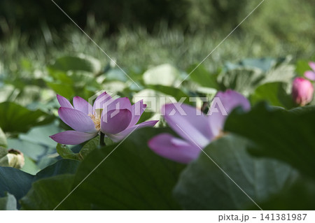 蓮の花のある風景 蓮の花のある風景 141381987