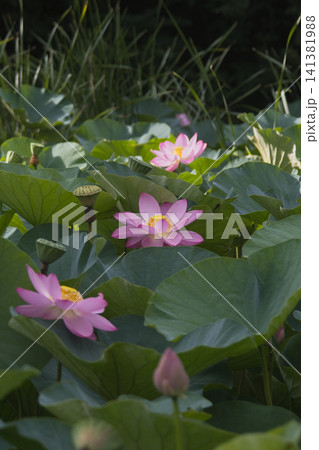 ピンク色のスイレンの花が咲いています ピンク色のスイレンの花が咲いています 141381988