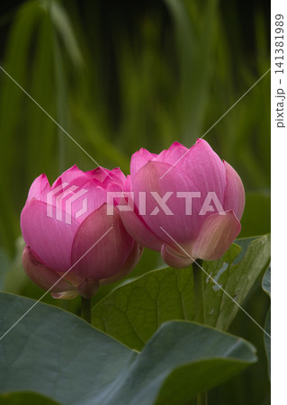 開花した蓮の花 開花した蓮の花 141381989