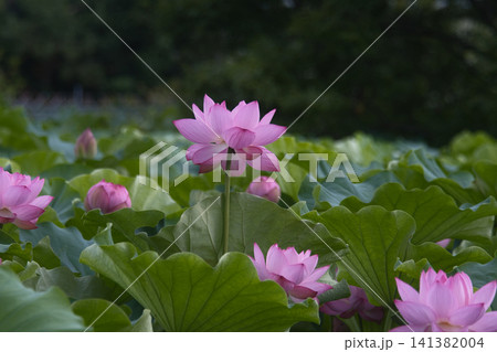 優雅に咲くハスの花 141382004