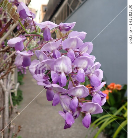 紫色の花を咲かせた藤 141382330