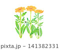 水彩風特定外来植物のオオキンケイギク 141382331