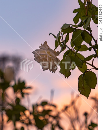 夕暮れを背景に照らされる白い薔薇 夕暮れを背景に照らされる白い薔薇 141382449