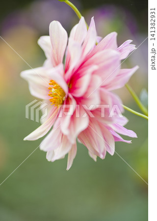 ピンク色のダリアの花が咲いています。 141382931
