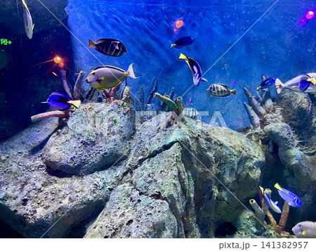 Tropical fish swimming above rocks in a blue aquarium Tropical fish swimming above rocks in a blue aquarium 141382957