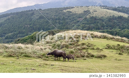 Mother buffalo and calf grazing in open highland meadows Mother buffalo and calf grazing in open highland meadows 141382993
