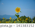 ひまわりの季節 141383152