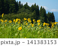 ひまわりの季節 141383153