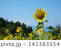 ひまわりの季節 141383154